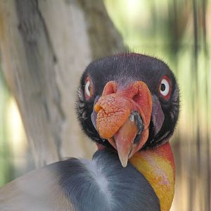 King Vulture