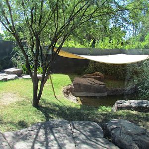 Komodo Dragon Exhibit