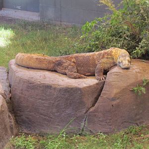 Komodo Dragon
