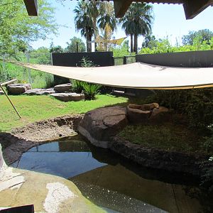 Komodo Dragon Exhibit