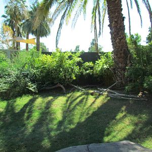 Komodo Dragon Exhibit
