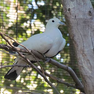 Pied Imperial Pigeon