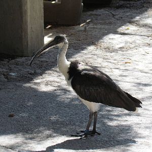 Straw-necked Ibis