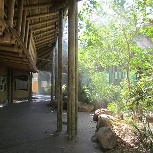 Orangutan Exhibit