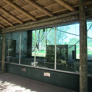 Orangutan Exhibit