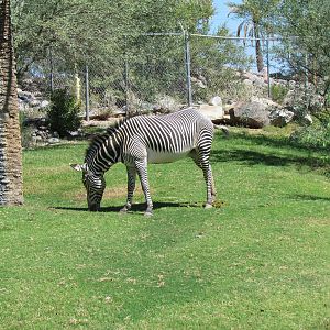 Grevy's Zebra