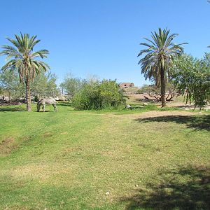 Grevy's Zebra Exhibit