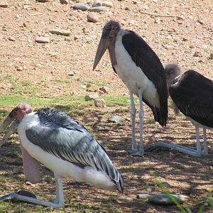 Marabou Storks