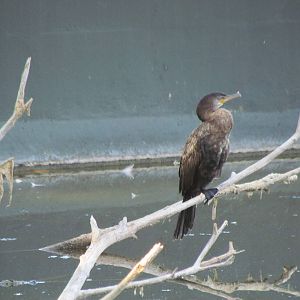 Neotropical Cormorant (wild)