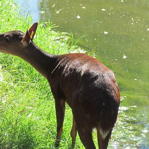 Mexican Red Brocket