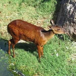 Mexican Red Brocket