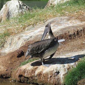 Eastern Brown Pelican
