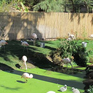Chilean Flamingo Exhibit