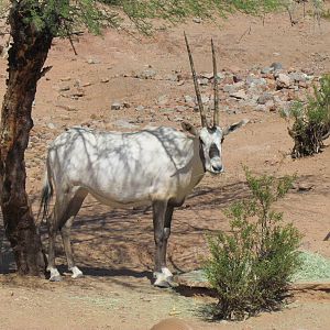 Arabian Oryx
