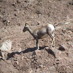 Desert Bighorn Sheep
