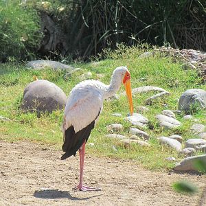 Yellow-billed Stork