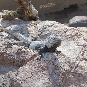 Spiny-tailed Iguana