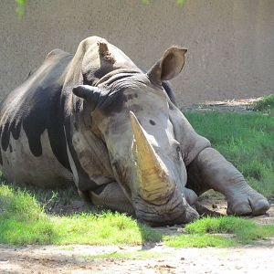 Southern White Rhinoceros