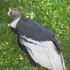 Andean Condor