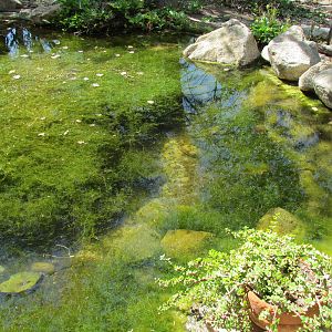 Arizona Trail - Pupfish Spring