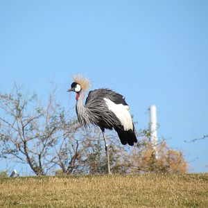 East African Crowned Crane