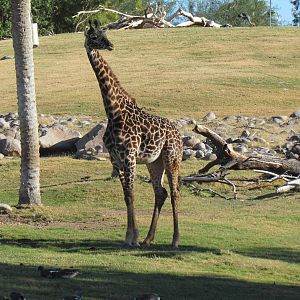 Masai Giraffe