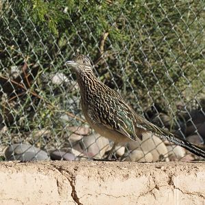 Greater Roadrunner (wild)