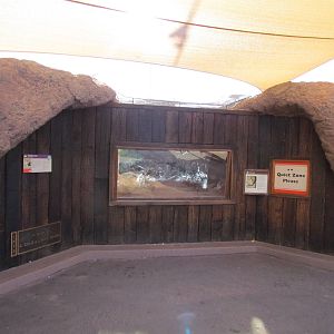 Fennec Fox Exhibit