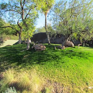 Sumatran Tiger Exhibit