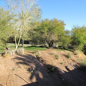 African Lion Exhibit