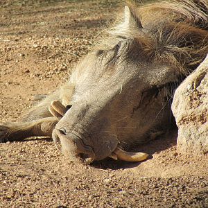 Common Warthog