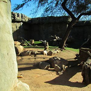 Hamadryas Baboon Exhibit