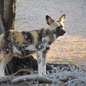 Painted Dog