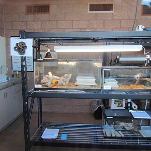 Conservation Center - Narrow-headed Garter Snakes