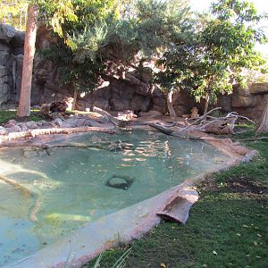 Spotted-necked Otter Exhibit