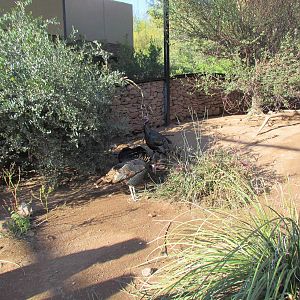 Arizona Trail - Wild Turkey