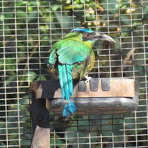 Blue-crowned Motmot