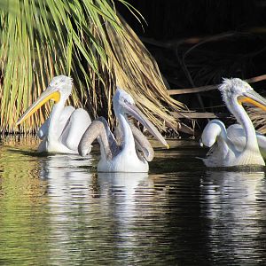 Dalmatian Pelicans