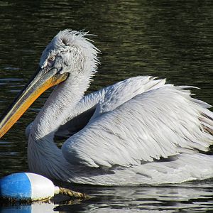 Dalmatian Pelican