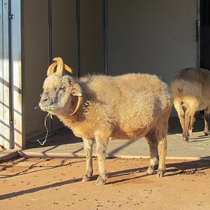 Harmony Farm - Navajo-Churro Sheep