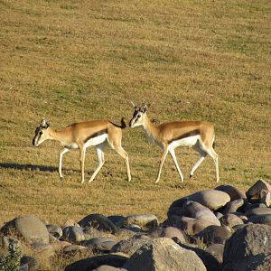 Thomson's Gazelles
