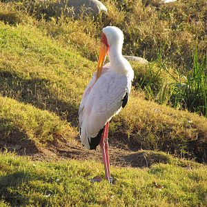 Yellow-billed Stork