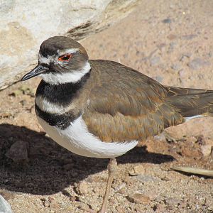 Killdeer