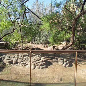 Burrowing Owl Exhibit