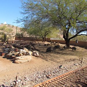 Collared Peccary Exhibit