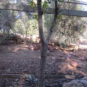 Mexican Gray Wolf Exhibit