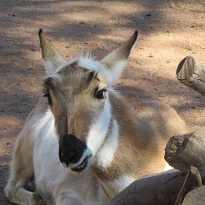 Pronghorn