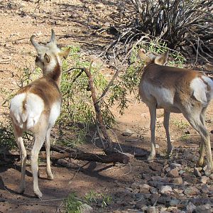 Pronghorn