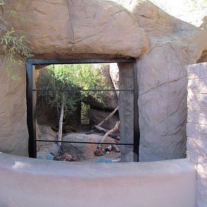 Bobcat Exhibit Viewing