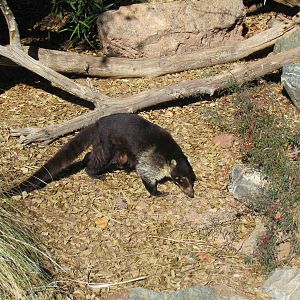 White-nosed Coati